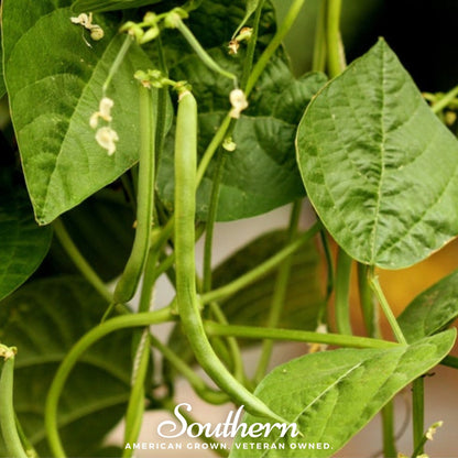 Kentucky Blue Bean (Pole) – 50 Seeds