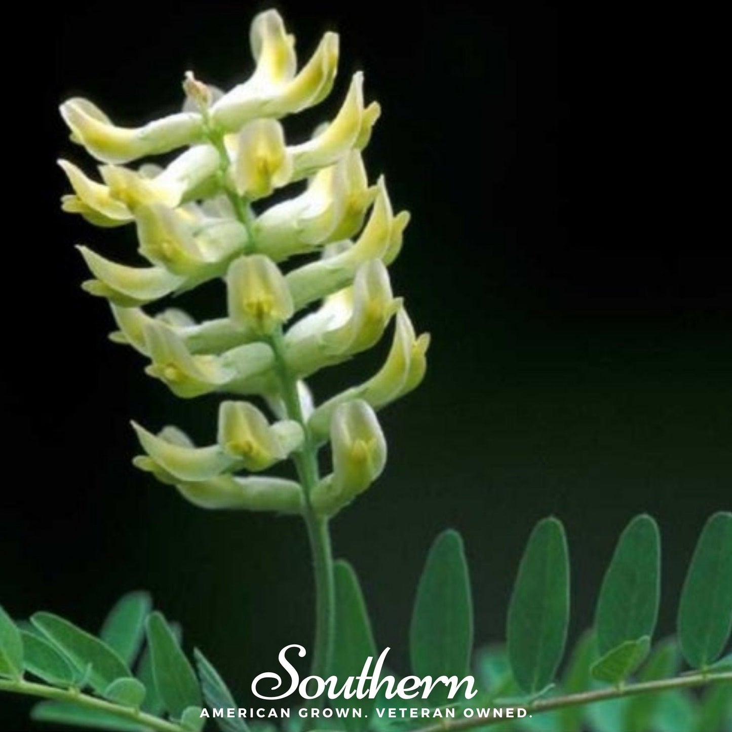 Canadian Milk Vetch – 50 Seeds